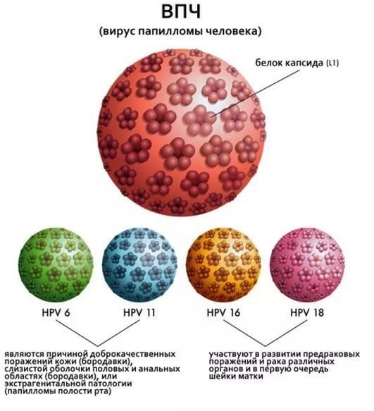 ВПЧ